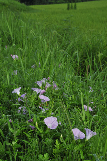 c0093046_827956.jpg
