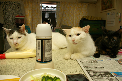 ステルスひじき・・・_a0028451_12315961.jpg