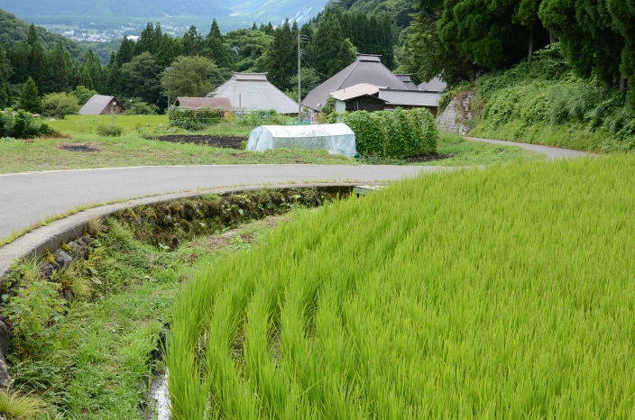 20120814 山村集落「青鬼」 棚田 長野県白馬村_a0263952_1939521.jpg