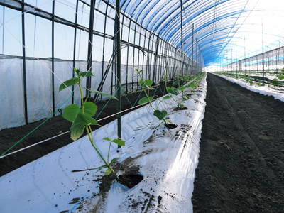大山ファーム 『夢キュウリ』の植え付け その3_a0254656_15221033.jpg