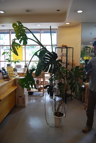 a0201358_1921061.jpg
