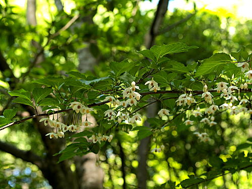 a0208560_1533466.jpg