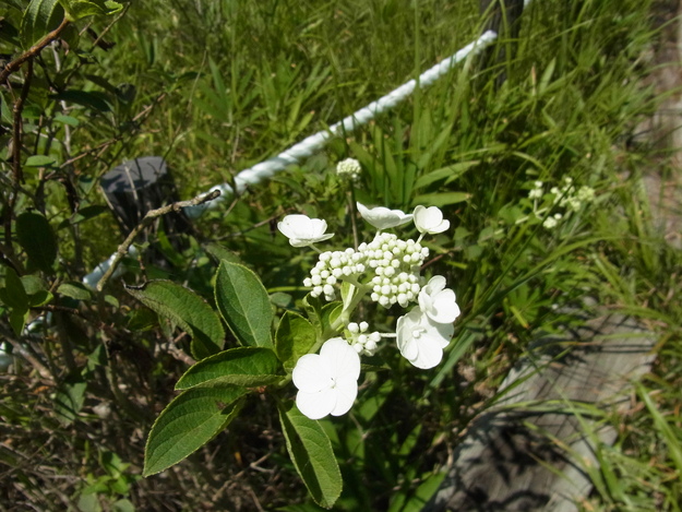 b0194267_23151915.jpg
