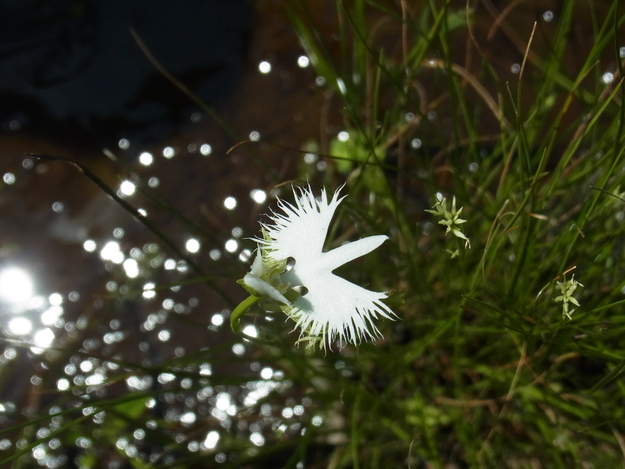 葦毛湿原へ.。o○_b0194267_23242023.jpg