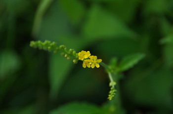 往く夏を惜しみつつ尾瀬周遊　湿原の花編_e0292469_1736341.jpg