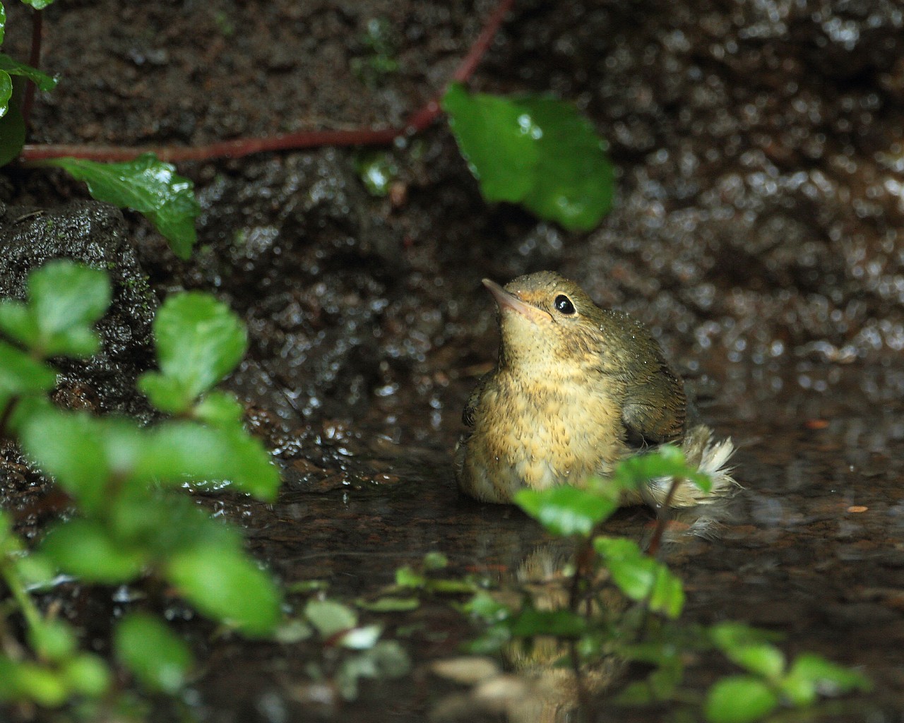 涼しげな小鳥の水浴び 可愛い野鳥のフリー壁紙 Life With Birds 3