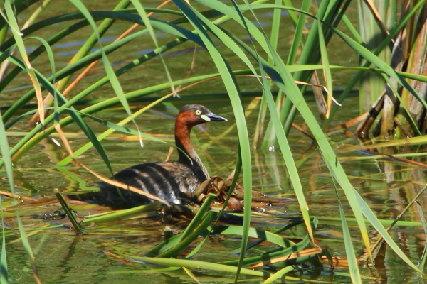 ★先週末の鳥類園(2012.8.18~19)+全域調査の結果_e0046474_18331099.jpg