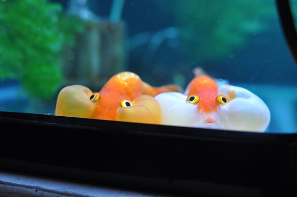 今年の夏は金魚にも厳しいのかも。_c0187782_2124719.jpg