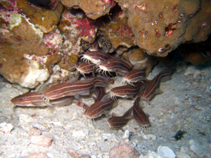 f0144385_73367.jpg