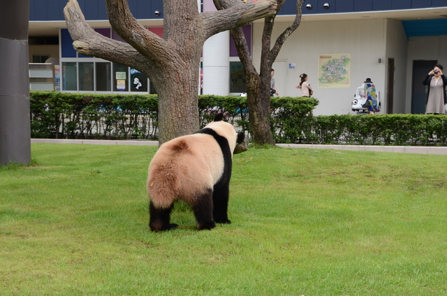 ２０１２年７月白浜パンダ見隊その５ 愛ちゃんのウェイクアップタイム_a0052986_21564830.jpg