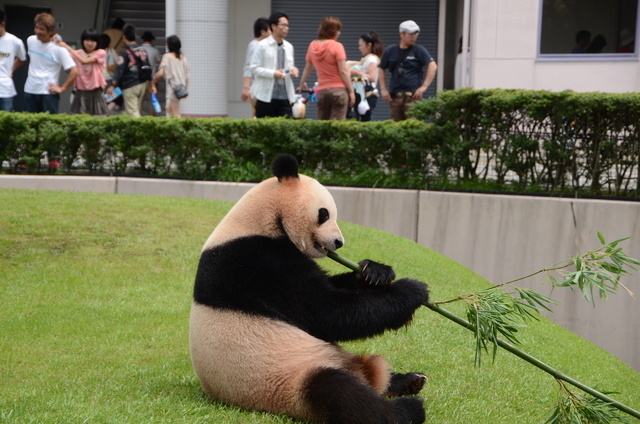 ２０１２年７月白浜パンダ見隊その５ 愛ちゃんのウェイクアップタイム_a0052986_22483438.jpg