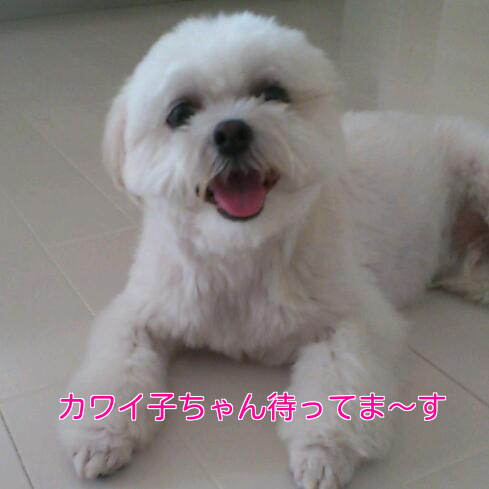 b0237894_14595832.png
