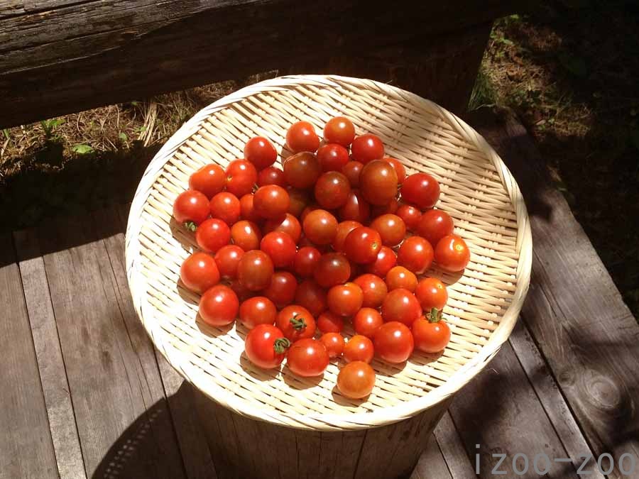 夏のいただきもの2_c0223095_16143918.jpg