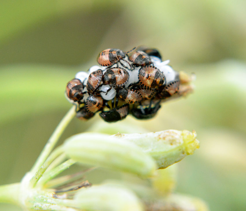 アカスジカメムシの幼虫 自然観察大学ブログ アカスジカメムシの幼虫 自然観察大学ブログ