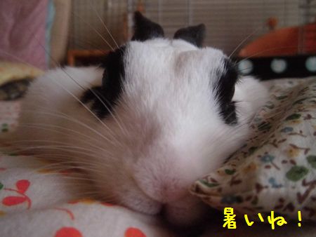 c0235399_20332148.jpg