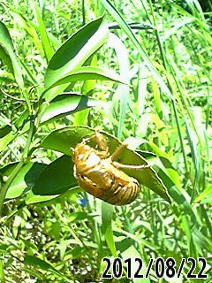 e0270403_19553242.jpg