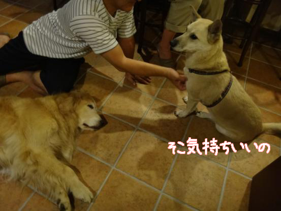 えっちゃんの先輩犬_f0064906_1753179.jpg