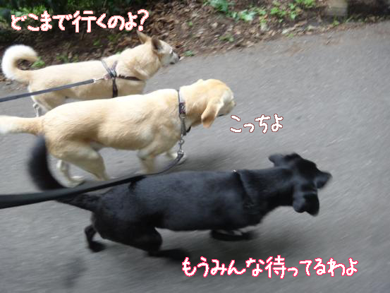 えっちゃんの先輩犬_f0064906_1757851.jpg