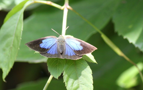 埼玉中部　　　　　　　　ムラサキシジミ産卵2012/08/19①_d0251807_1985754.jpg