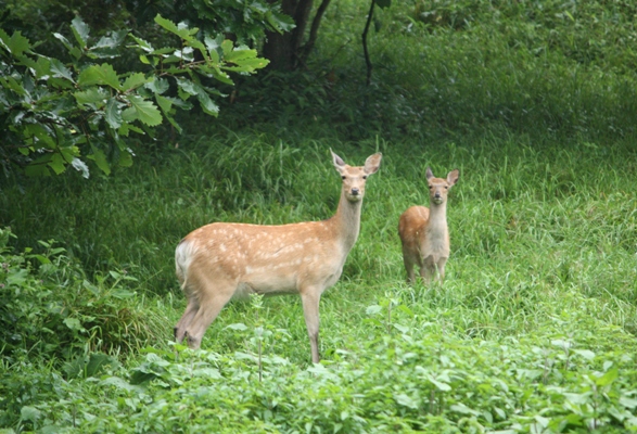 ２０１２夏休み旅行記・北海道_d0125208_15152941.jpg