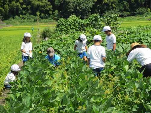 夏休みにも大豆の草取り_e0061225_11275286.jpg