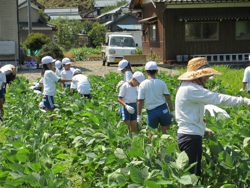 夏休みにも大豆の草取り_e0061225_11305436.jpg