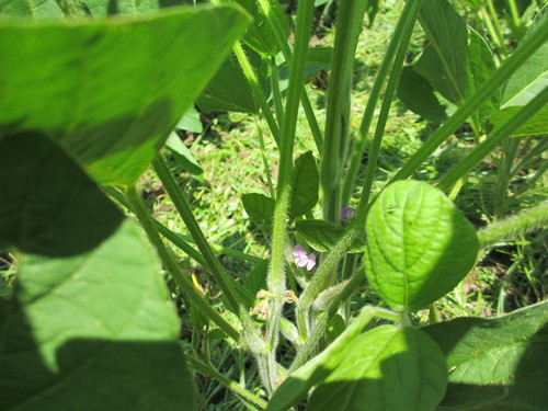 夏休みにも大豆の草取り_e0061225_11324399.jpg
