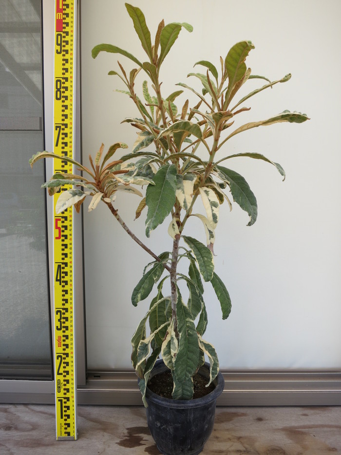 斑入り ビワ 田中ビワ 白覆輪 販売 画像 写真 値段 価格 庭木 安行 