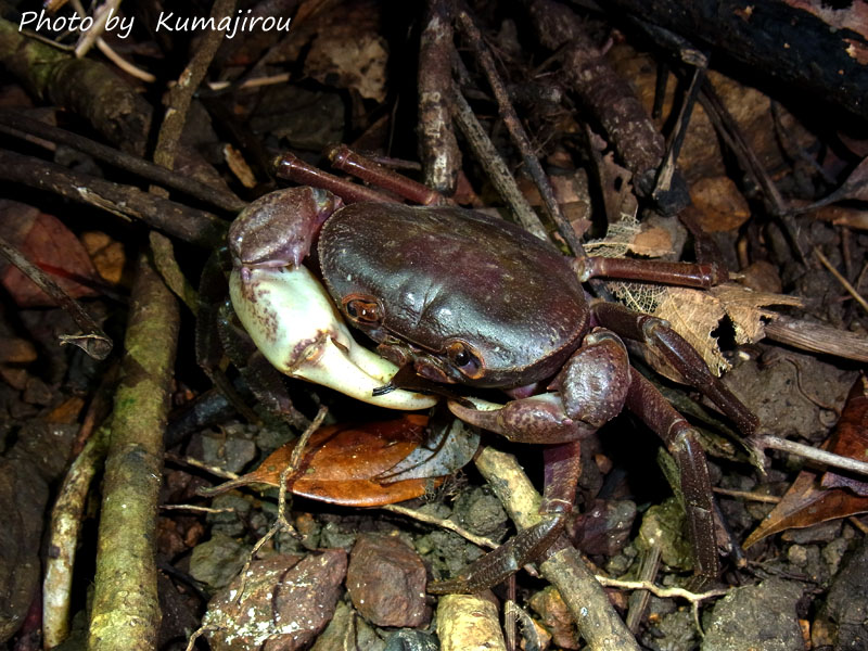 伊平屋島固有の沢蟹　イヘヤオオサワガニ_b0192746_20211410.jpg