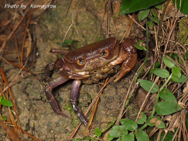 伊平屋島固有の沢蟹　イヘヤオオサワガニ_b0192746_2338052.jpg