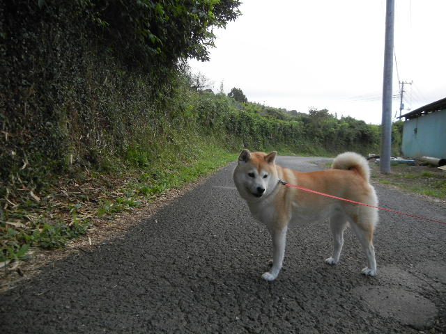 ’12,8,22(水)何でもない日ですが・・・_f0060461_1012750.jpg
