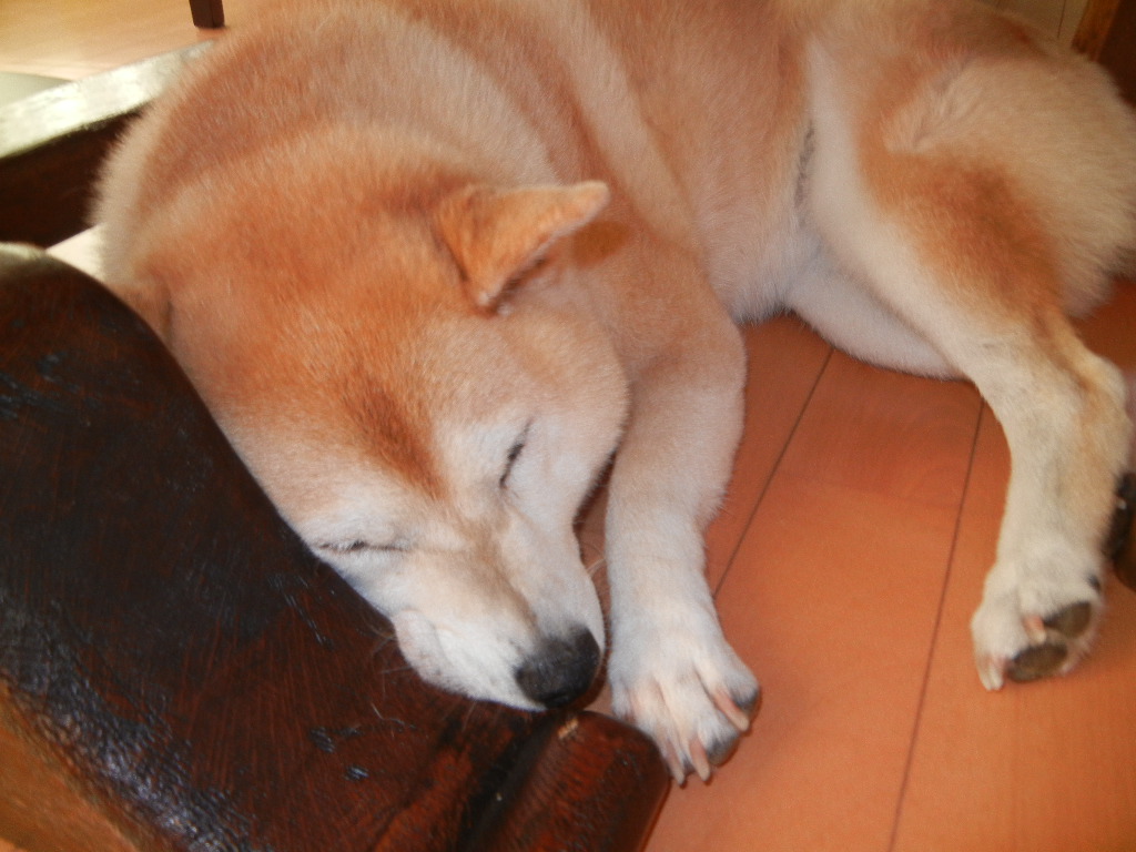 ’12,8,22(水)何でもない日ですが・・・_f0060461_1024160.jpg
