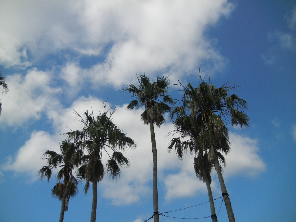 ’12,8,22(水)何でもない日ですが・・・_f0060461_11135271.jpg