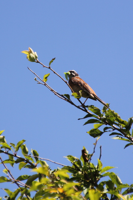 伊吹山　～　花と小さな生き物たち　～_f0148762_2075681.jpg