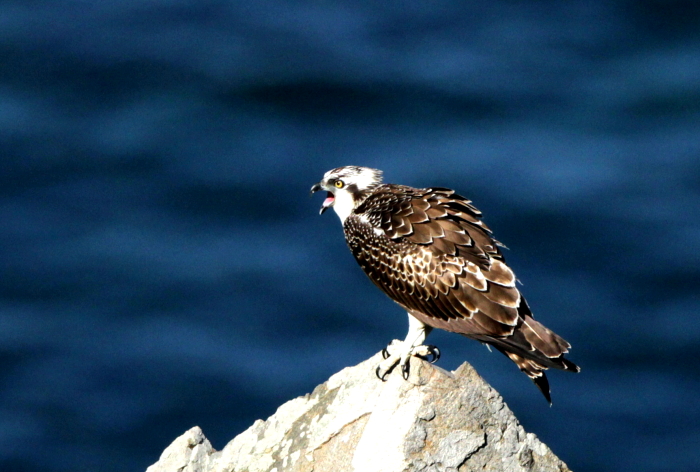 ミサゴ幼鳥の成長_d0262476_67234.jpg