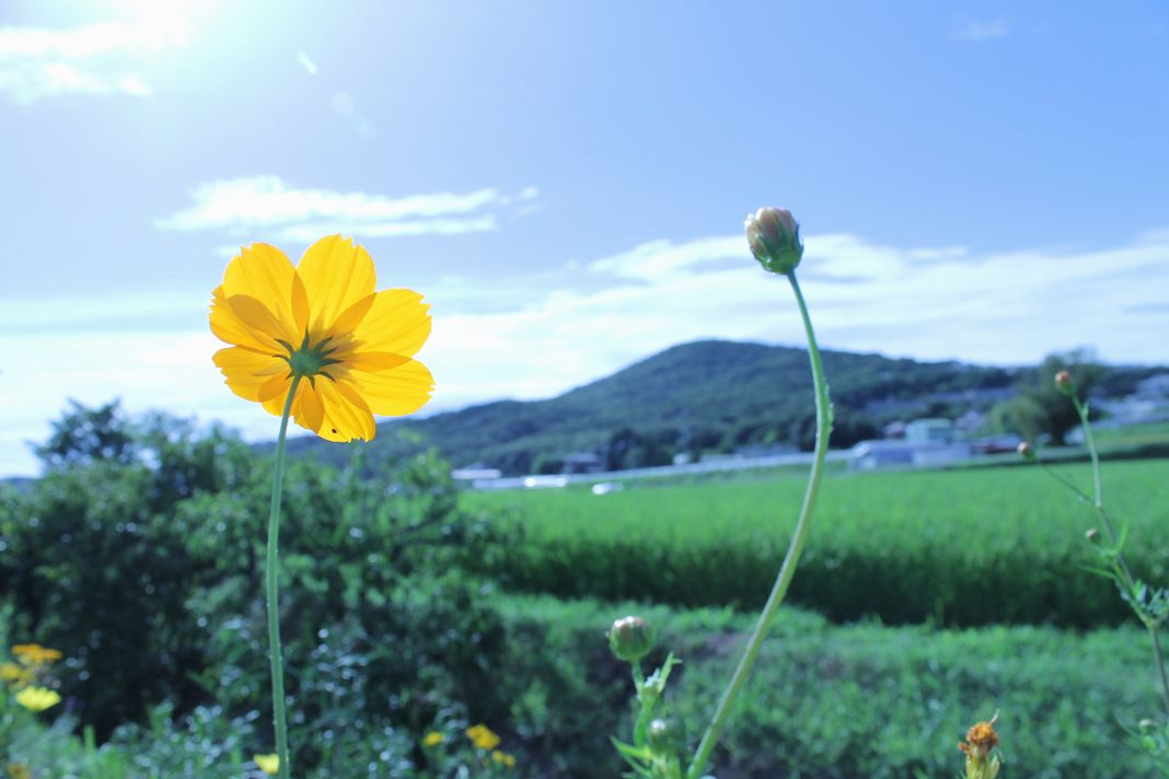 夏の途中に秋を拾う_e0063278_237874.jpg