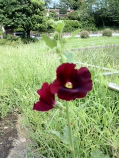 日本池から松ヶ丘公民会へ_a0191183_1313719.jpg