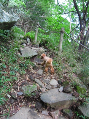 箱根旅行② 飛竜の滝へハイキング　追記あり（2012.8.30）_e0227996_01755.jpg