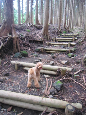 箱根旅行② 飛竜の滝へハイキング　追記あり（2012.8.30）_e0227996_06285.jpg