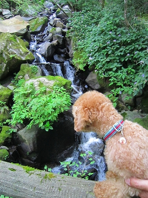 箱根旅行② 飛竜の滝へハイキング　追記あり（2012.8.30）_e0227996_06532.jpg