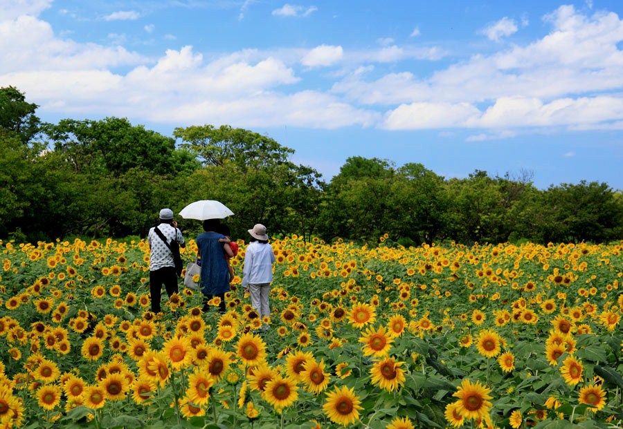 海の中道海浜公園のひまわり 九州ロマンチック街道