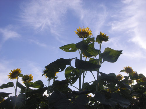 アトリエ蒼通信279 2012年8月23日(木) _b0129807_20352258.jpg