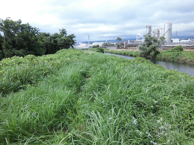 月1回の試験的な草刈り 滝川の土手の彼岸花成長に結びつくか?_f0141310_7213037.jpg