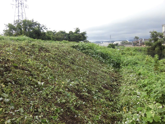 月1回の試験的な草刈り 滝川の土手の彼岸花成長に結びつくか?_f0141310_7224460.jpg