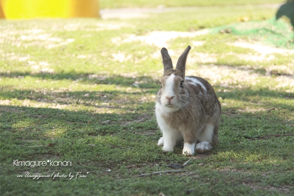 うさぎ島**　in Summer ④　～美人うさぎコンテスト?!_b0197639_1638162.jpg