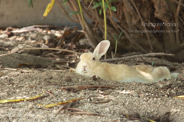 うさぎ島**　in Summer ④　～美人うさぎコンテスト?!_b0197639_16422353.jpg