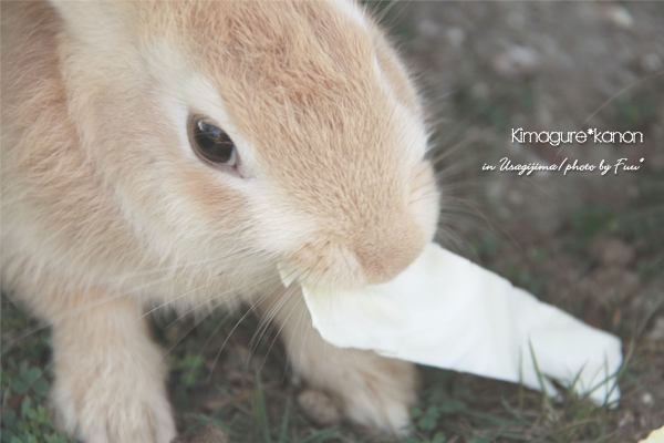 うさぎ島**　in Summer ④　～美人うさぎコンテスト?!_b0197639_1649141.jpg