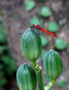 c0204740_1935628.jpg