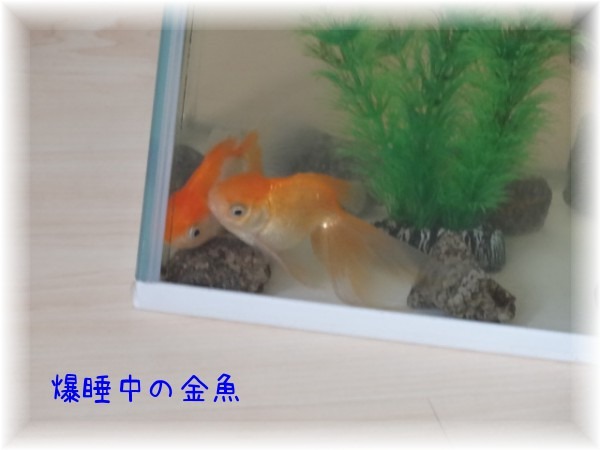 爆睡金魚_d0165645_19334842.jpg