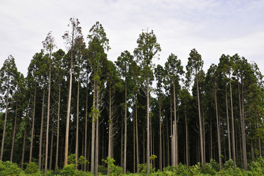 c0093046_8373261.jpg